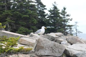 Seagull on rocks